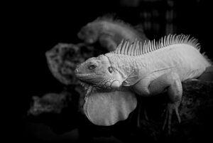 artstationとは何か、その魅力や特徴を解説しますか？