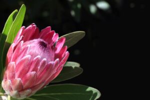 APEXプロゲーマーになるにはどんなスキルが必要ですか？